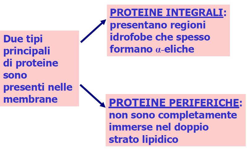 PROTEINE