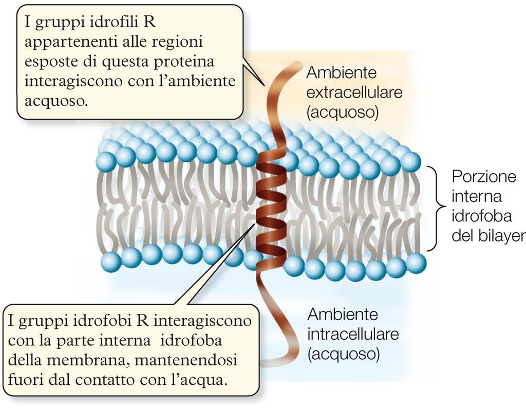 PROTEINE TRANSMEMBRANA Attraversano il