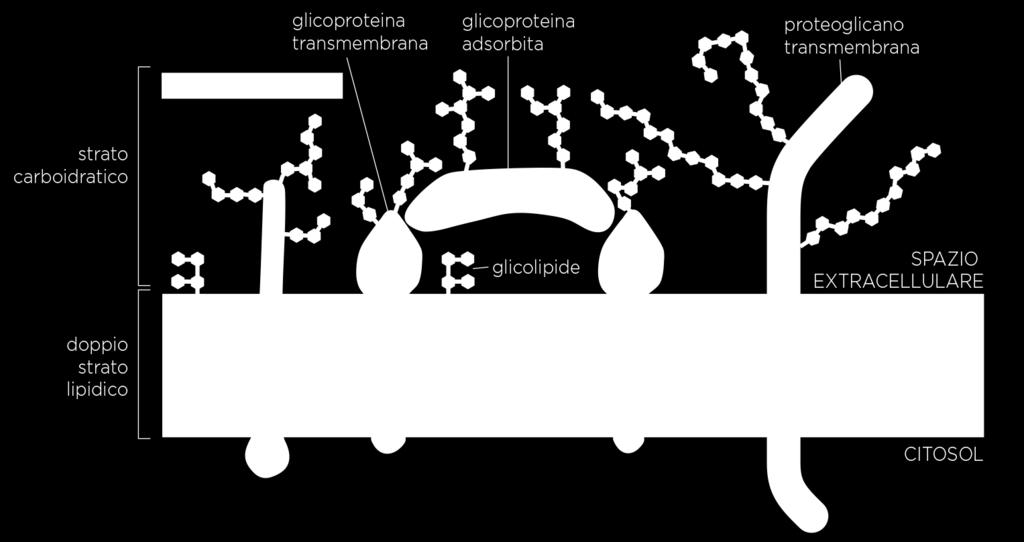 GLICOCALICE Proteine e lipidi di membrana sono rivestite di carboidrati sul lato esterno.