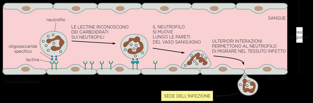 RICONOSCIMENTO PROTEINA-OLIGOSACCARIDE Il riconoscimento dei