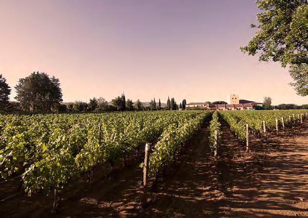 La tenuta Caccia al Piano LA TENUTA E LE VIGNE L a Tenuta Caccia al Piano 1868, anticamente feudo venatorio della nobile famiglia Della Gherardesca, è immersa nell incantevole territorio di Bolgheri.