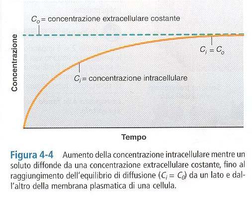 C i = C o x (1-e -t/k ) - K è detta costante di tempo; per t=3k, C i =.