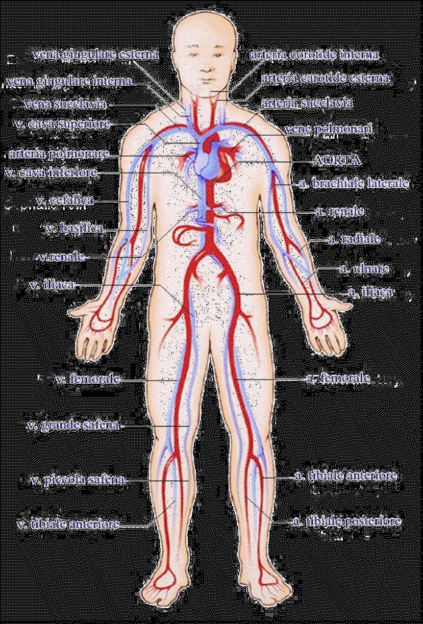 Flusso sanguigno Raggio aorta:.