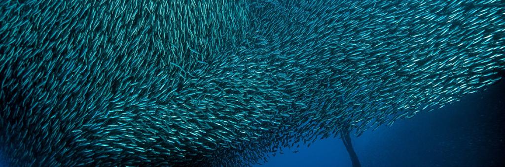 IL MONDO ACCIUGA DI BEL FISH FOOD L acciuga ligure è un pesce molto gustoso e in cucina è protagonista di tantissimi piatti grazie al suo gusto intenso e caratteristico.