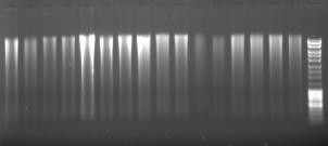 RISULTATI a) ANALISI QUALITATIVE DEL DNA TOTALE E 16S rdna-pcr Il DNA direttamente estratto dai campioni di suolo di Ancona 18.06.2007, 08.11.2207 (Fig. 9) e della Sardegna 02.05.2007, 22.11.2007 (Fig.