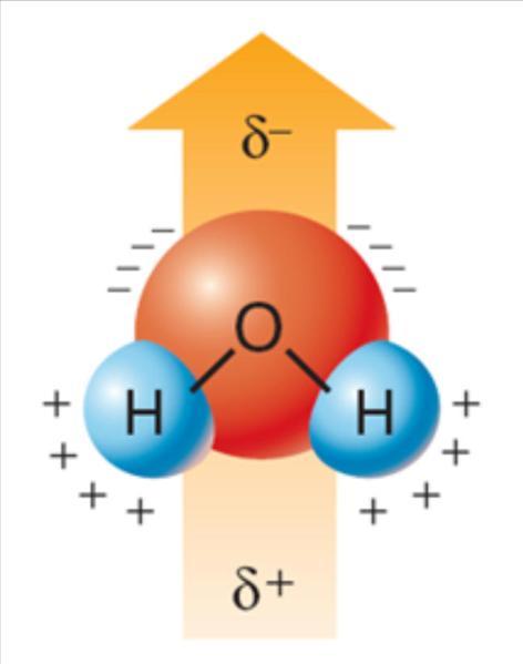 La molecola d acqua L acqua si trova in tre stati differenti: solido, liquido, gassoso.