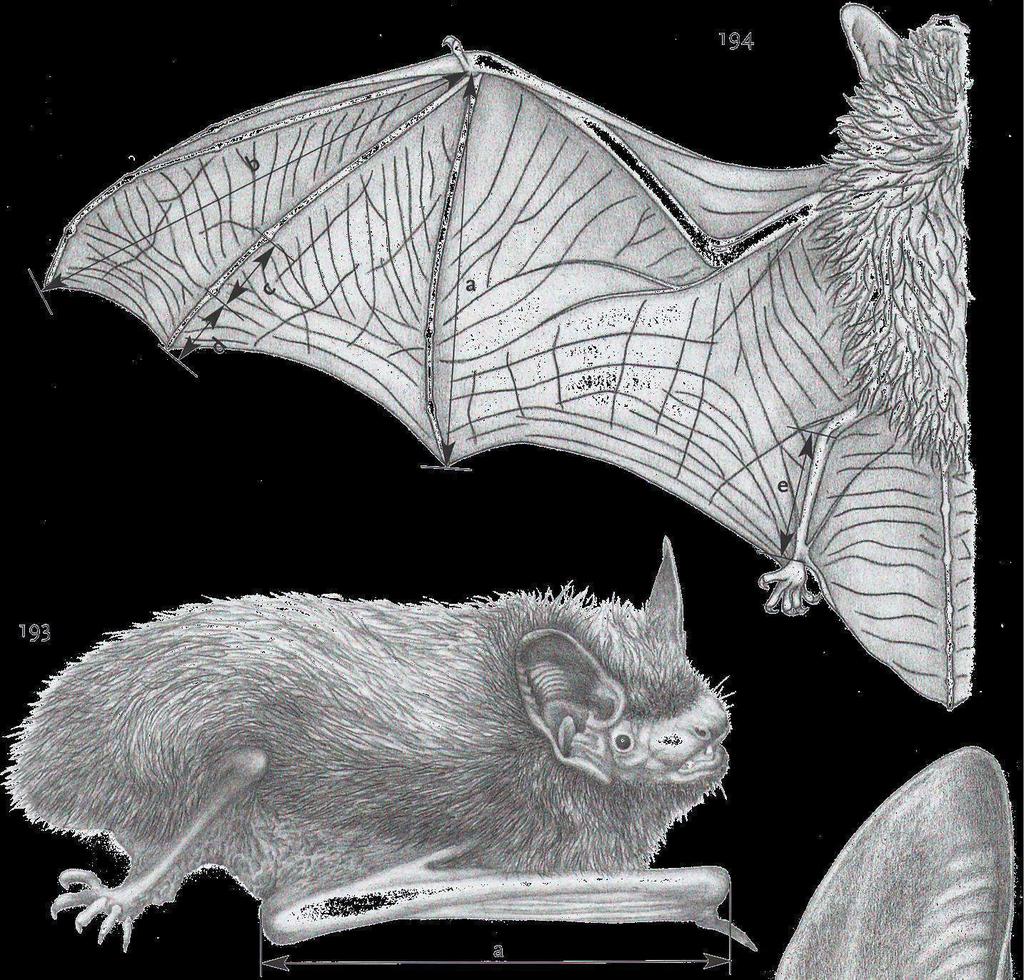 Anatomia di un Chirottero particolarità