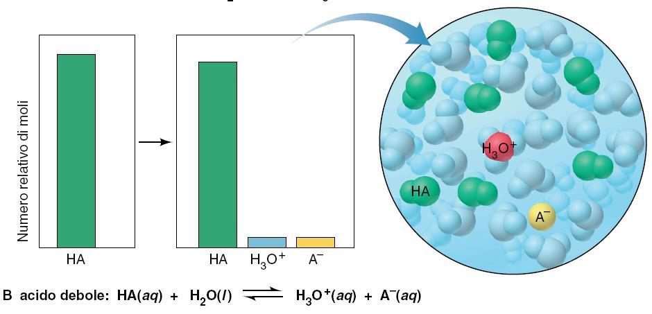 Dissociazione di acidi deboli Quando un acido debole si scioglie in acqua, esso rimane
