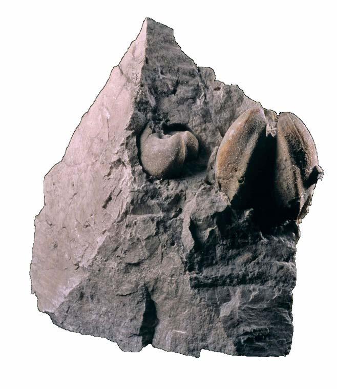 Sono pietre o sono nuvole? Sono vere oppure è un sogno? Dino Buzzati, Ma le Dolomiti cosa sono? LE DOLOMITI Al centro delle Dolomiti si trova il monte Lagazuoi SPAZI p. 6 M.I.C.E. p. 16 ATTRATTIVE p.