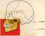 I denti Nel cranio vi sono la mascella e la mandibola che formano due arcate contrapposte e che mosse dai muscoli masticatori, agiscono come tenaglie permettendo ai denti di svolgere la loro funzione.