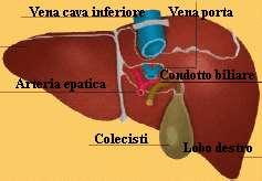 Si divide in 3 parti: 1. duodeno è lungo circa 30 cm, riceve lo sbocco delle due ghiandole più importanti dell apparato digerente: il fegato ed il pancreas.