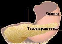 ileo è la parte più lunga e raggomitolata dell intestino. La parete interna ha circa 5.000.