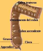 Il pancreas è una ghiandola che secerne il succo pancreatico ricco di enzimi necessari alla digestione delle proteine.