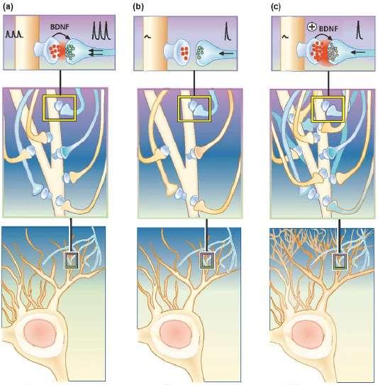 Ipotesi neurotrofica dei disturbi dell umore