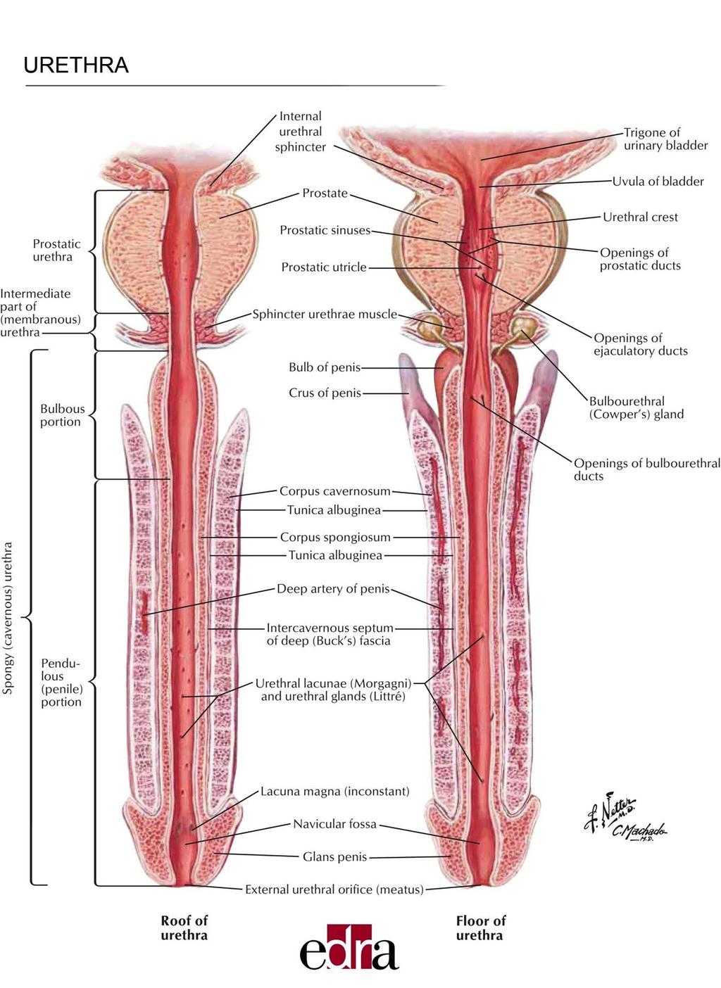Cenni di anatomia dell uretra maschile ANTERIORE POSTERIORE Epitelio transizional e Epitelio squamoso semplice 1.