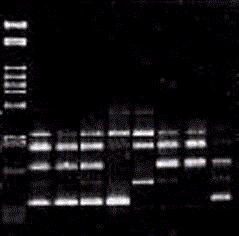 Le nuove conoscenze in biologia molecolare ed in genomica hanno anche esteso il campo delle