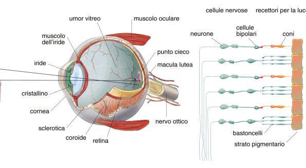 Come funziona la vista Quando la luce entra nell'occhio, attraversa la pupilla fino a raggiungere la parte posteriore dell occhio.