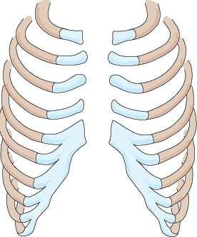 Gabbia toracica Cartilagine Coste Sterno I polmoni sono
