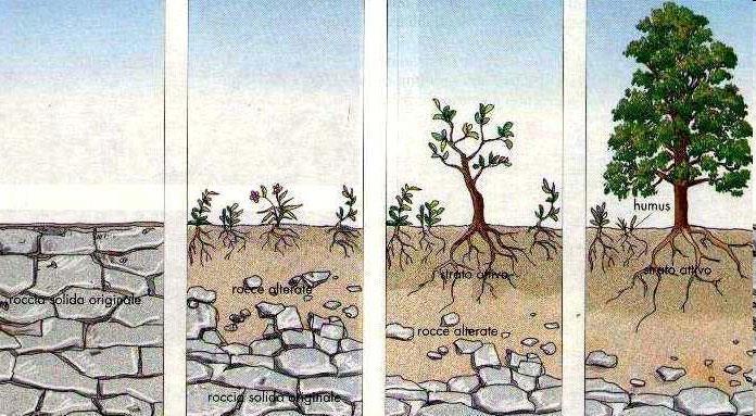 Esempio di evoluzione di un suolo Dipende da: Clima Tempo
