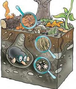 La sostanza organica Costituita da tutte le molecole di origine biologica L attività degli organismi porta alla decomposizione dei residui Una parte delle biomolecole viene usata per produrre