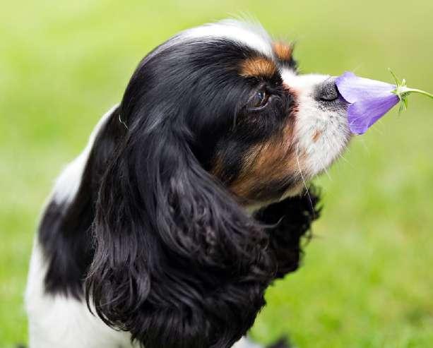 EVENTI SCOPRI COME I FIORI DI BACH POSSONO AIUTARE IL TUO ANIMALE!