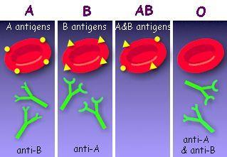 Genotipi, fenotipi e compatibilità Assieme al gruppo sanguigno(antigene), vengono ereditati specifici anticorpi agglutinine- che condizionano le trasfusioni di sangue in quanto causano la