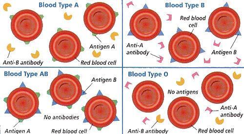 antigeni-anticorpi Sangue tipo A Sangue tipo B Anticorpo anti-b Antigene A Anticorpo anti-a Antigene B Sangue