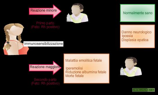 Malattia emolitica del neonato (MEN) Se la madre è Rh- mentre il padre Rh+, il bambino potrebbe ereditare il fattore Rh+ del padre, ed in teoria il fattore positivo e quello negativo sono