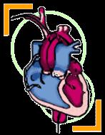 Lo scompenso cardiaco: agenda del M.M.G. A. Prevenzione primaria attenta ed efficace B.