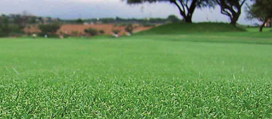 Specie di sementi per tappeto erboso z Agrostis stolonifera Principalmente utilizzata sui campi da golf, l Agrostis stolonifera è scelta per la sua marcata resistenza al taglio basso ed al calpestio.