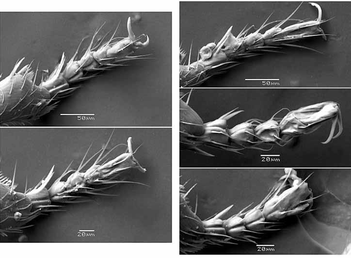 29 30 Fig. 30 Prioniomus cassiopaeus n. sp., di Kassiópi, labium. Fotografia al SEM.