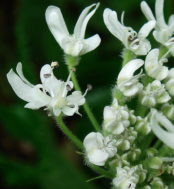 Forma biologica Forma di crescita Modalità di propagazione Dimensioni emicriptofita scaposa, erbacea poliannuale attraverso i semi, prodotti in gran numero fino a 5 metri d altezza Foglie, fiori,