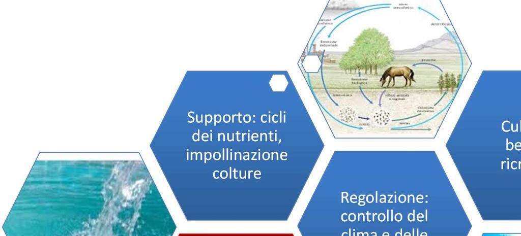 ecosistemi sostengono la vita e l'attività umana