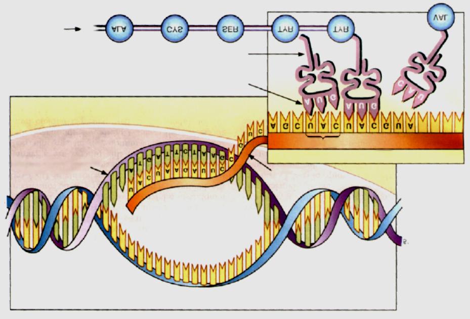Dal gene alla proteina La funzione principale di ogni gene è la formazione di proteine Transcription Funzioni di una proteina: -
