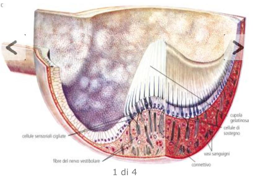 La cresta ampollare è composta da uno strato basale con cellule cigliate e