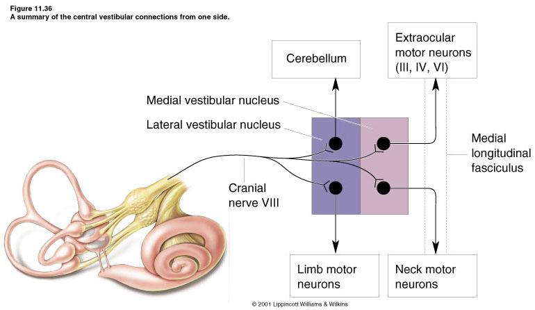 Le afferenze labirintiche tramite il nervo vestibolare penetrano nel tronco encefalico a livello della fossetta laterale del bulbo