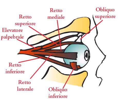 I movimenti dei globi oculari sono possibili grazie alla attività dei muscoli