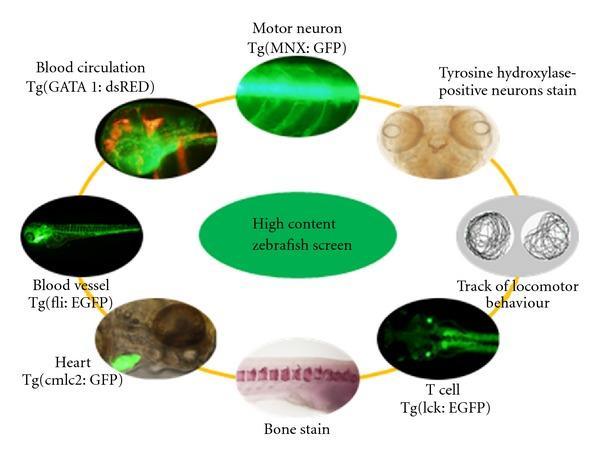 dello sviluppo dello zebrafish, questo