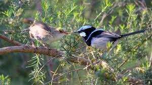 COME SI STUDIA LA ZOOLOGIA? Per i maschi di molte specie cantano in primavera? 3.