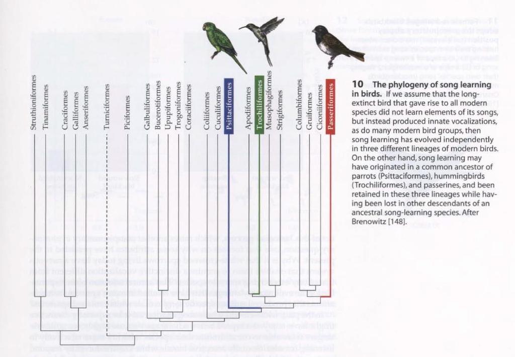 COME SI STUDIA LA ZOOLOGIA? Per i maschi di molte specie cantano in primavera? 4.