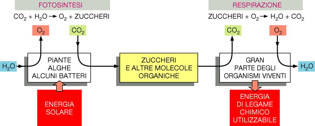 L energia chimica si