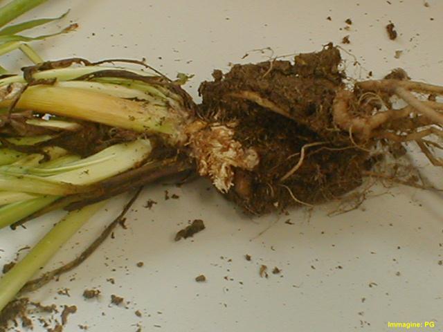 Botrytis cinerea (muffa grigia) Il fungo può colpire organi diversi della pianta in stadi diversi del suo sviluppo.