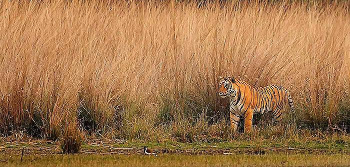 RANTHAMBORE 2019 Un viaggio fotografico tra le tigri di Ranthambore e la fauna locale 22 30 Aprile 2019 Il viaggio che presentiamo è senza ombra di dubbio uno dei più affascinanti che un fotografo