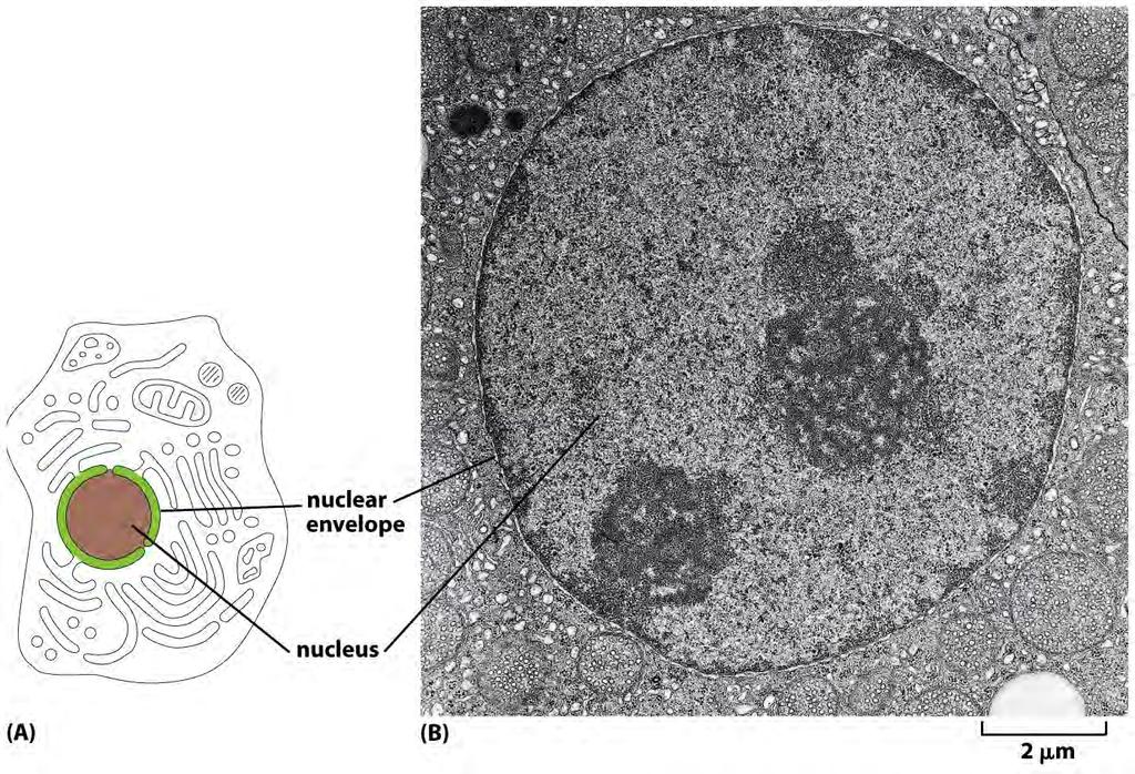 Figure 1-15 Essential Cell