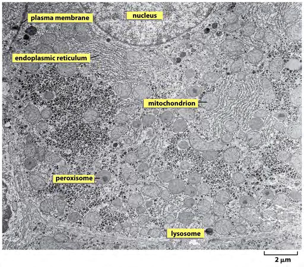 Figure 1-8a Essential Cell