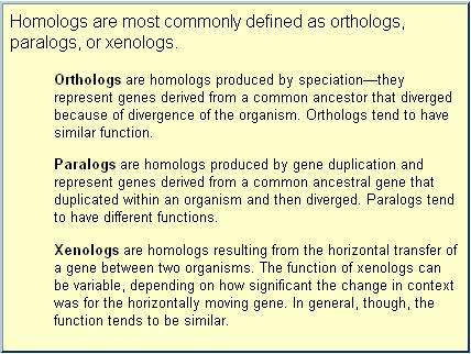 Evoluzione genica ed omologia speciazione: origine di una nuova specie da una già esistente (A) Quando due geni omologhi derivano dalla speciazione si parla di geni ortologhi.