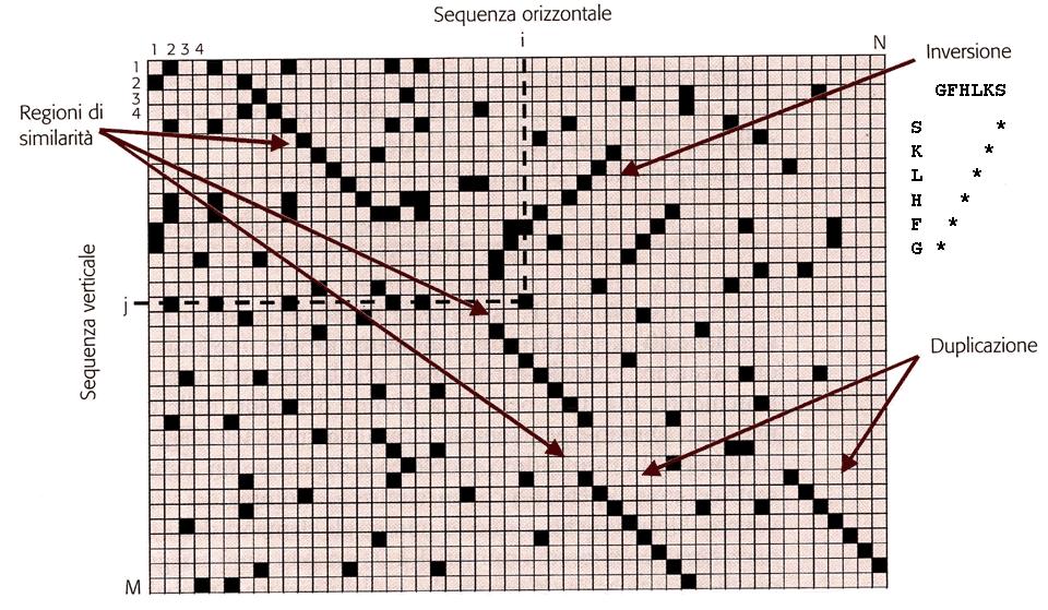 Schema per l interpretazione della Dot Matrix