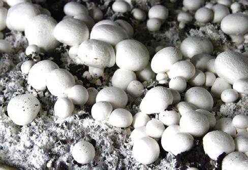 DEI FUNGHI COLTIVATI: CHAMPIGNON BIANCO CAMPIONE (valori medi di tuz i campioni analizzad) Prodo\o Champignon bianco (Agaricus bisporus) Data campionamento 15//15 Sostanza secca (%) 7,1 Acqua (%) 9,9