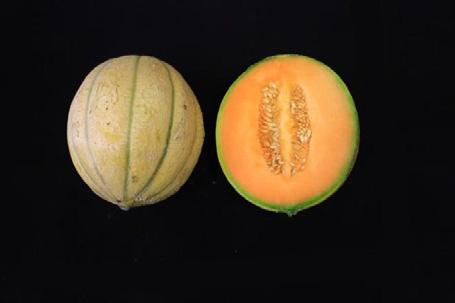 DEL MELONE RETATO CAMPIONE (valori medi di tue i campioni analizzar) ProdoJo Melone retato «con feja» (Cucumis melo) data campionamento 15/7/15 Sostanza secca (%) 1, Acqua (%) 3, ph,9 Conducibilità