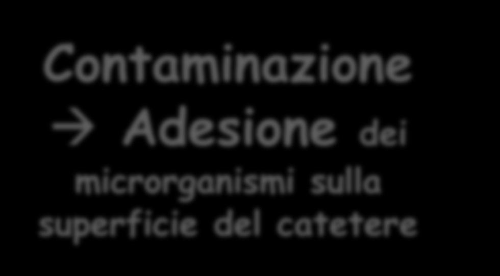 Adesione dei microrganismi